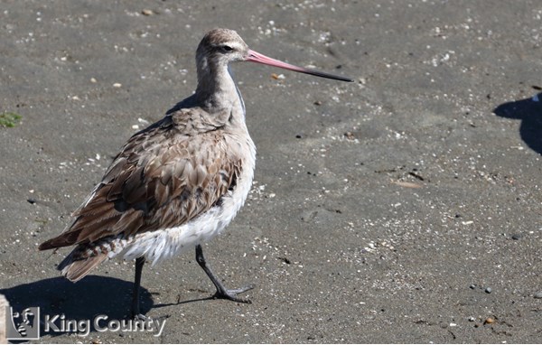 Photo of Limosa lapponica